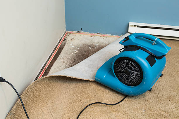 Best Mold removal after water damage  in Moscow, PA